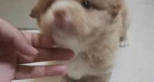 中华田园犬出装攻略