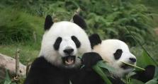 Dota1熊猫出装攻略（挥舞神秘力量，化身战斗大师！）